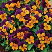 Viola cornuta Twix Orange Purple Wing